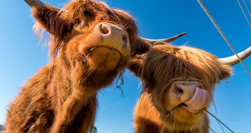 Highland_Cattles